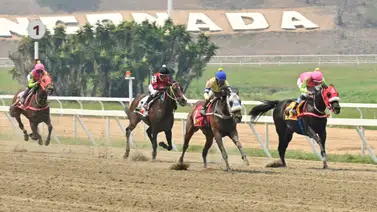 Análisis hípico: Con el ajuste cómodo de la línea de Gaceta Hípica marcará la pauta para los cuadros del 5y6 dominical Análisis hípico: Con el ajuste cómodo de la línea de Gaceta Hípica marcará la pauta para los cuadros del 5y6 dominical