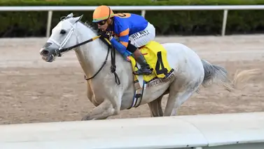 Así fue el ejercicio de White Abarrio este jueves en Gulfstream Park Así fue el ejercicio de White Abarrio este jueves en Gulfstream Park
