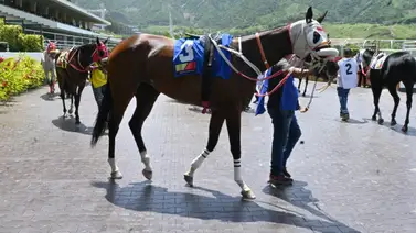 Pronósticos de lujo: Estos purasangres de alto calibre y la jugada especial garantizan el éxito en Semana Santa Pronósticos de lujo: Estos purasangres de alto calibre y la jugada especial garantizan el éxito en Semana Santa
