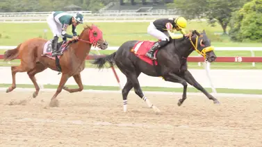 Esto es lo que debes saber del ejemplar Tintorero uno de los fijos del ciclo no válido en La Rinconada Esto es lo que debes saber del ejemplar Tintorero uno de los fijos del ciclo no válido en La Rinconada