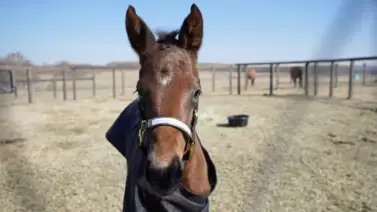 ¡Una hermosura! Conoce a la hermana completa del millonario campeón Forever Young ¡Una hermosura! Conoce a la hermana completa del millonario campeón Forever Young