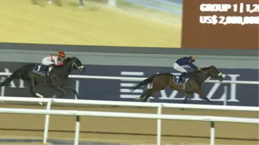 Dark Saffron repite como rey de la velocidad en la Dubai Golden Shaheen (G1) Dark Saffron repite como rey de la velocidad en la Dubai Golden Shaheen (G1)