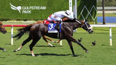 Atleta Meridiano 2025 lidera los jockeys en este apartado del Championship Meet Atleta Meridiano 2025 lidera los jockeys en este apartado del Championship Meet