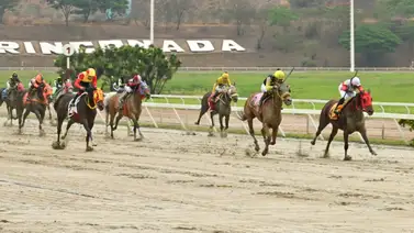 Este hecho pudo haber afectado a la británica Tea Tree Bay en el desarrollo de su carrera en la reunión 14 Este hecho pudo haber afectado a la británica Tea Tree Bay en el desarrollo de su carrera en la reunión 14
