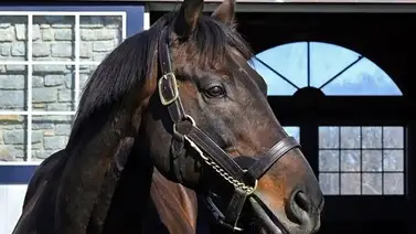 Respetables ajustes previos avalan el debut del hijo de Uncle Mo en la reunión 15 Respetables ajustes previos avalan el debut del hijo de Uncle Mo en la reunión 15