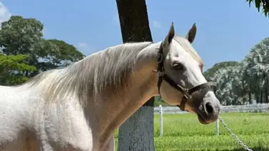 ¡Legado de campeón! El linaje de Constructor White debutará en el 5y6 de La Rinconada ¡Legado de campeón! El linaje de Constructor White debutará en el 5y6 de La Rinconada