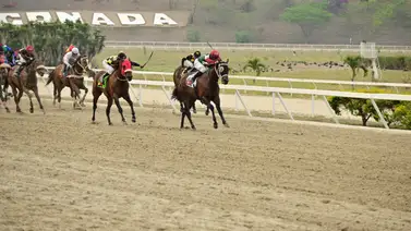 Comisarios del INH abren averiguación administrativa a esta yunta en La Rinconada Comisarios del INH abren averiguación administrativa a esta yunta en La Rinconada