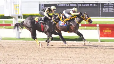 Fernando Parilli Araujo reaparece hijo de King Seraf que no corre desde hace 266 días Fernando Parilli Araujo reaparece hijo de King Seraf que no corre desde hace 266 días