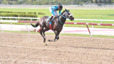 Reaparece ejemplar que tiene 133 días sin correr en La Rinconada