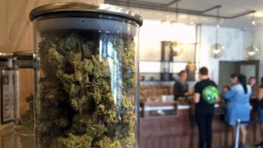 Florida podría legalizar esta planta de forma recreativa