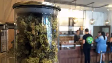 Florida podría legalizar esta planta de forma recreativa Florida podría legalizar esta planta de forma recreativa