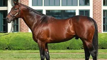 Aquí los 6 sementales cuyos hijos tienen más victorias de Grado en Estados Unidos Aquí los 6 sementales cuyos hijos tienen más victorias de Grado en Estados Unidos