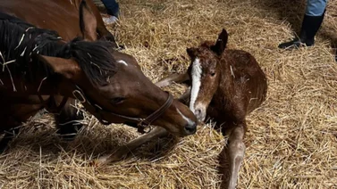 Mira el potro que nació a solo horas de que su hermano completo corra el Blue Grass (G1)