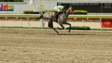 Semental que costó $700.000 comienza a dar sus frutos en La Rinconada Semental que costó $700.000 comienza a dar sus frutos en La Rinconada