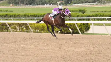 Li Tre Fratelli reaparece en el Clásico Federico Carmona Perera el domingo en La Rinconada Li Tre Fratelli reaparece en el Clásico Federico Carmona Perera el domingo en La Rinconada
