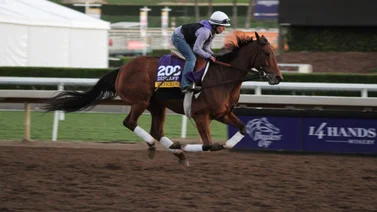 Conoce al nuevo hijo de esta triple ganadora en carreras de Breeders' Cup