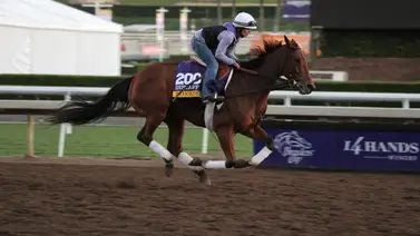 Conoce al nuevo hijo de esta triple ganadora en carreras de Breeders' Cup Conoce al nuevo hijo de esta triple ganadora en carreras de Breeders' Cup