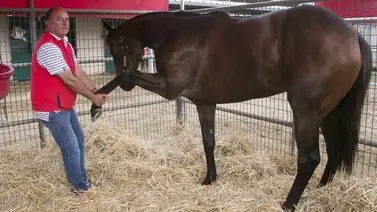 Entrenador suspendido por aplicar sustancias con jeringas pierde apelación Entrenador suspendido por aplicar sustancias con jeringas pierde apelación