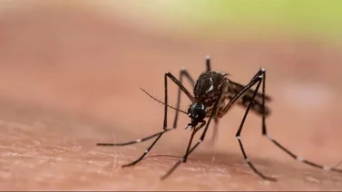 Nuevo brote de dengue en Venezuela y esta podría ser la razón