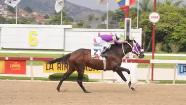 El campeón regresa a la pista de La Rinconada luego de 126 días y con nueva cuadra El campeón regresa a la pista de La Rinconada luego de 126 días y con nueva cuadra