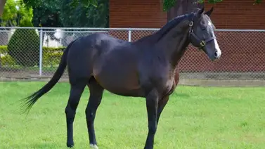 Hija de un campeón del Caribe debuta este domingo en La Rinconada Hija de un campeón del Caribe debuta este domingo en La Rinconada