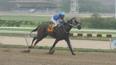 Corredor del Kentucky Derby da otro producto como semental en Venezuela Corredor del Kentucky Derby da otro producto como semental en Venezuela