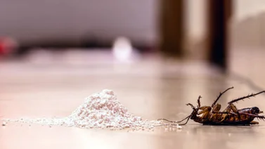 ¿Cómo eliminar cucarachas? Los mejores métodos para limpiar tu hogar