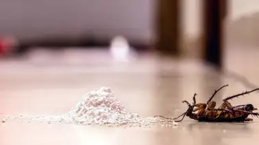 ¿Cómo eliminar cucarachas? Los mejores métodos para limpiar tu hogar ¿Cómo eliminar cucarachas? Los mejores métodos para limpiar tu hogar