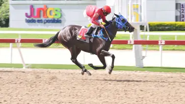 Mira el ajuste de yegua que puede sorprender en el 5y6 de la reunión 14 Mira el ajuste de yegua que puede sorprender en el 5y6 de la reunión 14