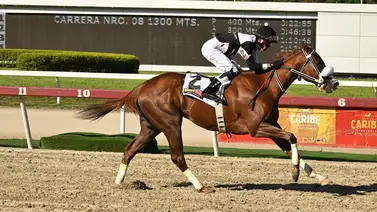 Estos son los ejemplares con más fuerza para la reunión 14 de La Rinconada Estos son los ejemplares con más fuerza para la reunión 14 de La Rinconada