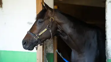 José Francisco D'Angelo queda fuera del Kentucky Derby José Francisco D'Angelo queda fuera del Kentucky Derby