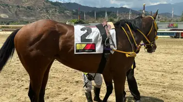 Four Palms Queen atropelló para quedarse con el Clásico Manuel Fonseca GIII Four Palms Queen atropelló para quedarse con el Clásico Manuel Fonseca GIII