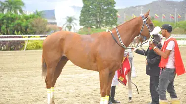 Esto le ocurrió a la pupila de Fernando Parilli, Anatolia, en La Rinconada (+Informe) Esto le ocurrió a la pupila de Fernando Parilli, Anatolia, en La Rinconada (+Informe)