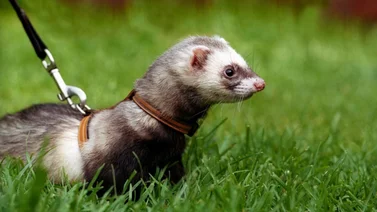El Mundo de los Hurones: Más que una mascota, una compañía intrigante