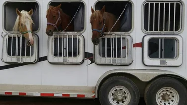 Decenas de caballos purasangres migran al continente por cierre de hipódromo