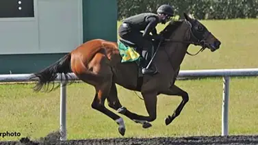 Por $1.900.000 compran a hija de este ganador clásico en Estados Unidos Por $1.900.000 compran a hija de este ganador clásico en Estados Unidos