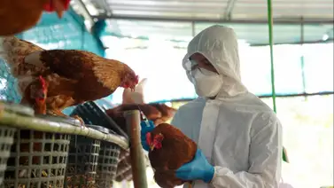 Autoridades incrementan la vigilancia por gripe aviar en EE.UU. Autoridades incrementan la vigilancia por gripe aviar en EE.UU.