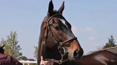 Compran por $1.300.000 al último hijo del mejor semental del planeta Compran por $1.300.000 al último hijo del mejor semental del planeta
