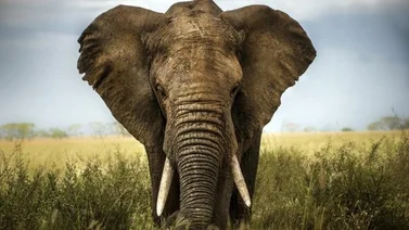 ¡Jumaji es real! Un elefante sorprende a todos en Montana, EE.UU. 