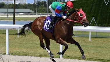Así quedaron los resultados de las carreras Gulfstream Park 19-04-2024