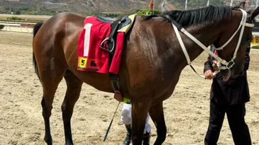 Favoritos de la cátedra para la Reunión N°15 en el Hipódromo La Rinconada