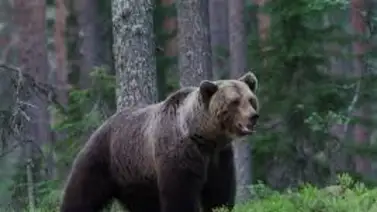 Este animal se viraliza en las redes sociales, por esta insólita razón Este animal se viraliza en las redes sociales, por esta insólita razón