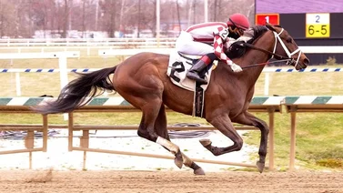 Mychel Sánchez triplica y con Stakes incluido este lunes en Park Racing