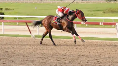Stud Transformer informa la muerte de esta yegua que corrió en La Rinconada Stud Transformer informa la muerte de esta yegua que corrió en La Rinconada