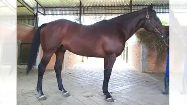 Conoce cuánto costó Lady Dunfermline en las subastas de 2022 Conoce cuánto costó Lady Dunfermline en las subastas de 2022