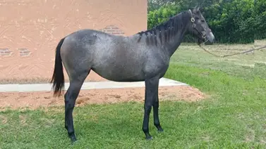 Hijo de semental que costó $700.000 hará su debut en La Rinconada Hijo de semental que costó $700.000 hará su debut en La Rinconada