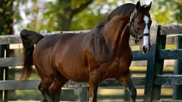 El Semental que se escapa como líder en carreras de grado en 2024 ¿Lo logrará en el Derby?