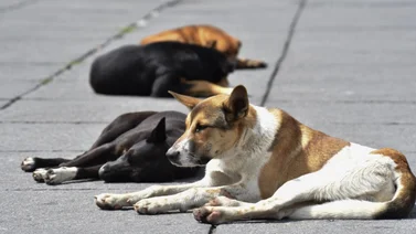 Derechos animales: Así va el proyecto de ley en Venezuela para proteger a los animales