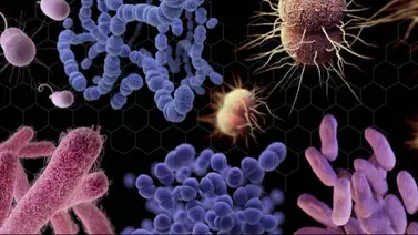 OMS advierte que el uso excesivo de antibióticos provocó resistencia a los antimicrobianos OMS advierte que el uso excesivo de antibióticos provocó resistencia a los antimicrobianos