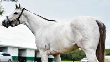 Combinación venezolana gana la segunda carrera del sábado en Tampa Bay Downs